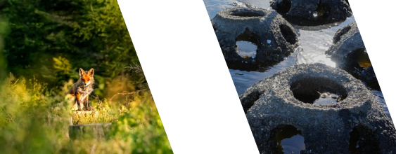 thumbnail-ecology